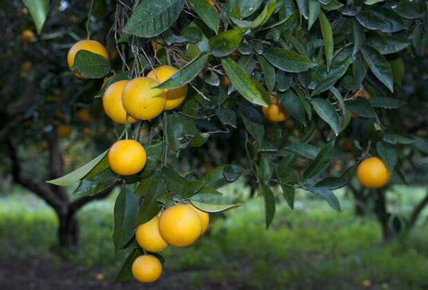 Villa No 5 - Görsel 27