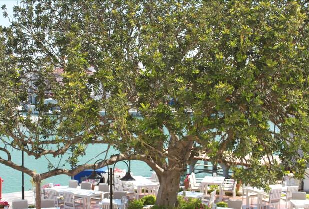 Port Villa Deniz Otel - Görsel 3