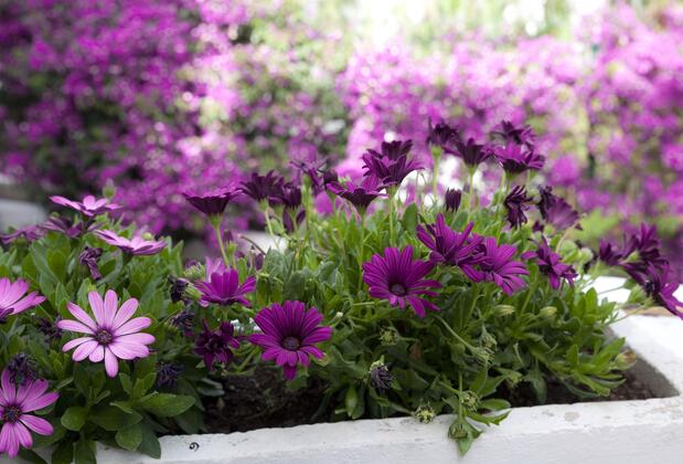 The Poyz Hotel Bodrum - Görsel 9