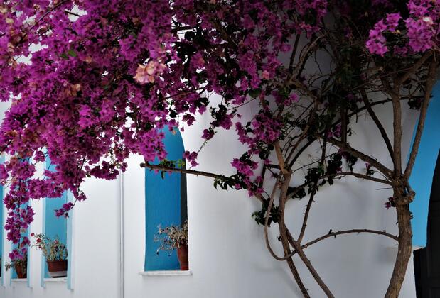 Palma Otel Gümbet - Görsel 13