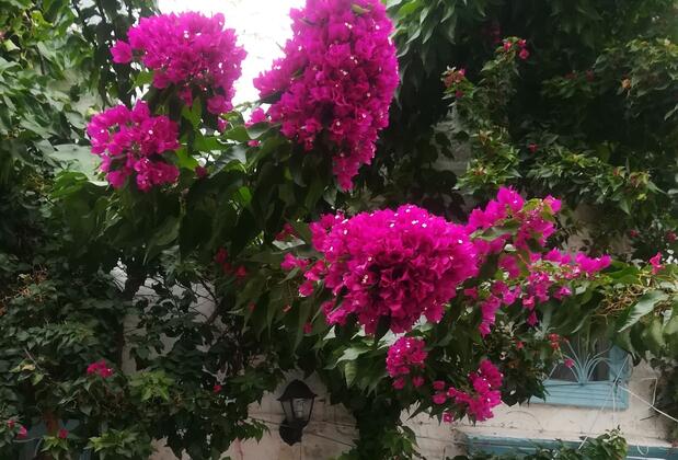 Alaçatı Frida Butik Hotel - Görsel 15