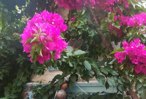 Alaçatı Frida Butik Hotel - Görsel 13