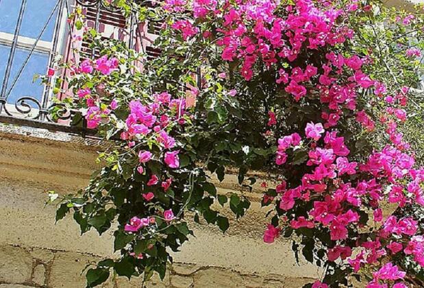 Salyangoz Otel - Görsel 3