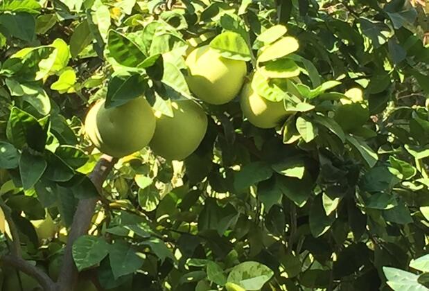 Side Elis Beach Hotel - Görsel 28