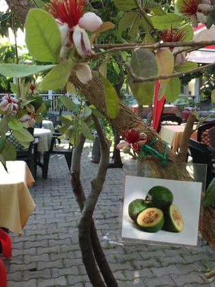 Side Elis Beach Hotel - Görsel 31