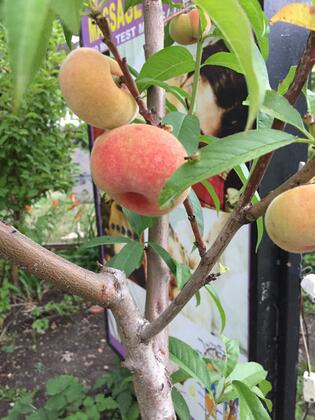 Side Elis Beach Hotel - Görsel 35