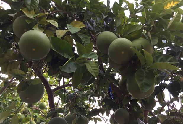 Side Elis Beach Hotel - Görsel 40