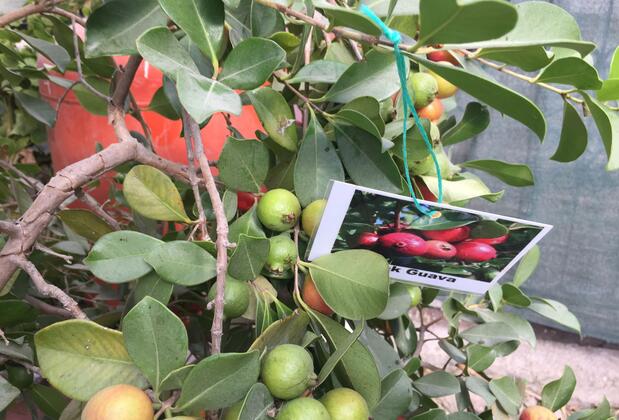 Side Elis Beach Hotel - Görsel 45