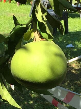 Side Elis Beach Hotel - Görsel 46