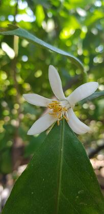 İlkiz Beach Hotel - Görsel 11