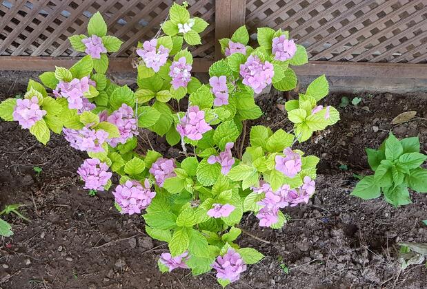 İlkiz Beach Hotel - Görsel 13