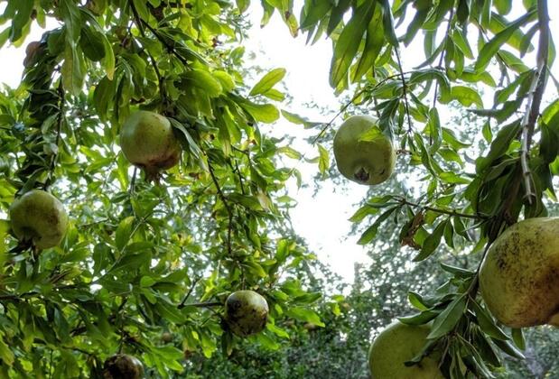 Bahab Guest House - Görsel 35