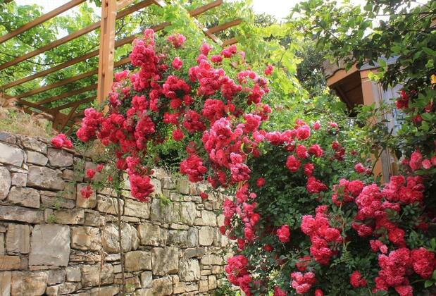 Natur-Med Hot Springs and Health Resort - Görsel 7