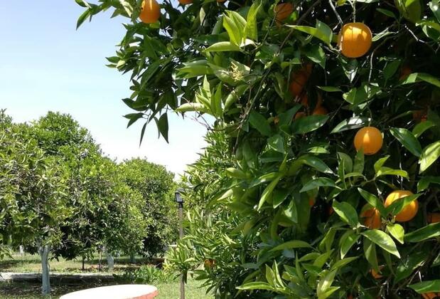 Portakalya Pansiyon - Görsel 21