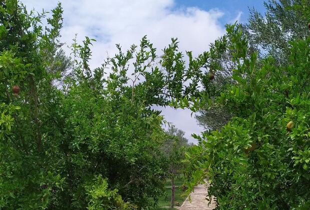 Şelale Stone House Boutique Hotel - Görsel 7