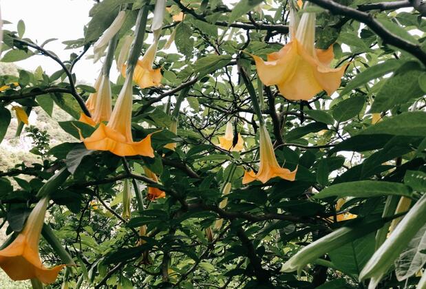 Çıralı Garden Pansiyon - Görsel 3