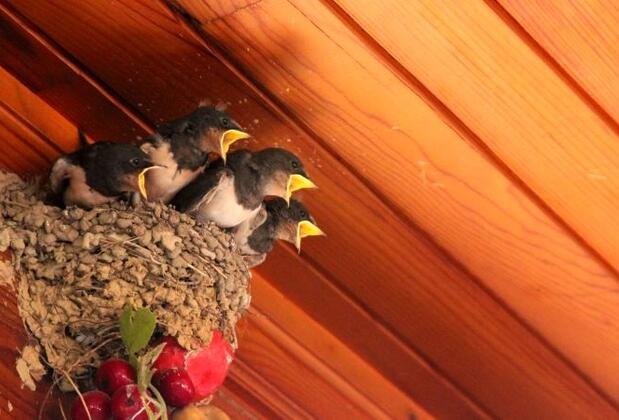 Mine Pansiyon - Görsel 20