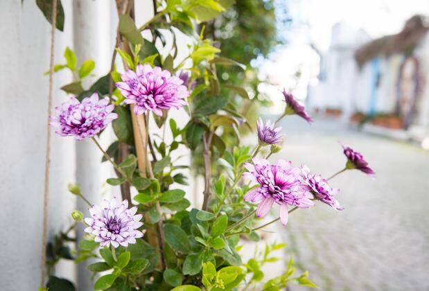 Salih Bey Konağı - Görsel 6