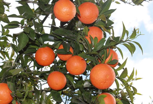 Yıldız Pension Bungalows - Görsel 8