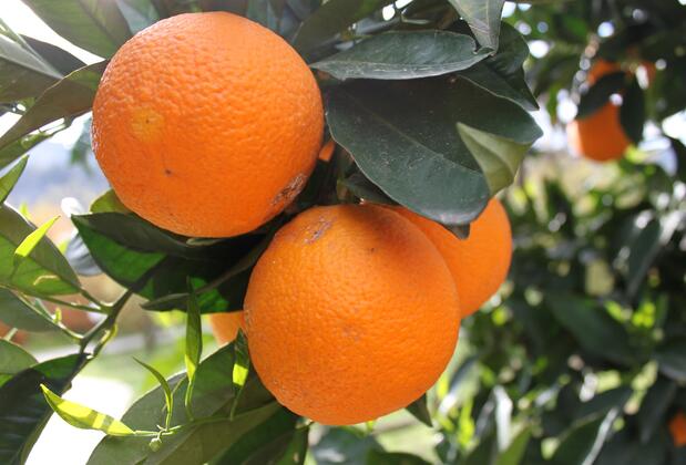 Yıldız Pension Bungalows - Görsel 9