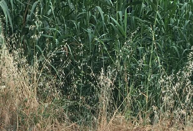 Ada Apart Hotel Göcek - Görsel 2