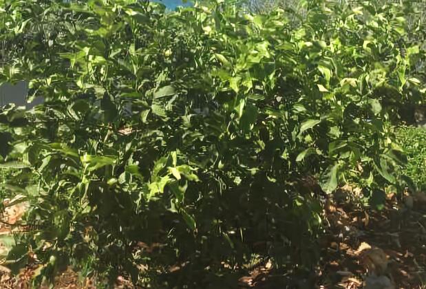 La Moda Beach Hotel - Görsel 8