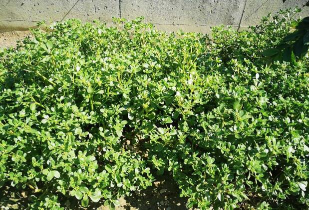 Cemre Apart - Görsel 26