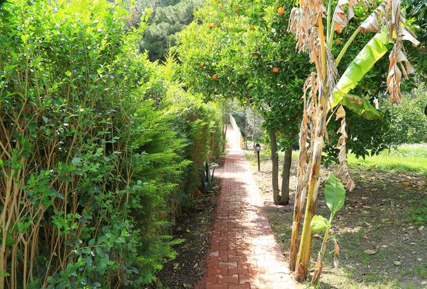 Çıralı Villa Zeytin - Görsel 4