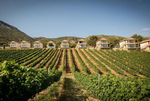 Gillham Vineyard Hotel - Görsel 4