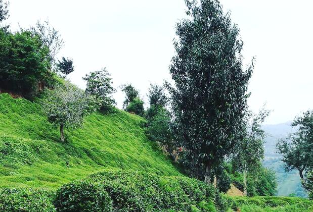 Lorant Dağ Evleri - Görsel 7