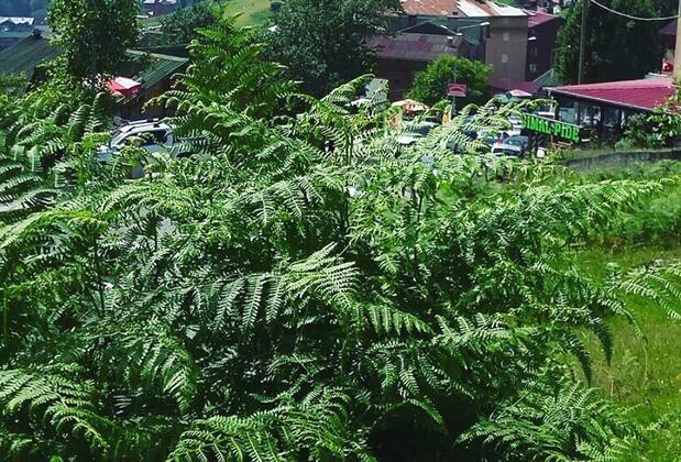 Lorant Dağ Evleri - Görsel 10