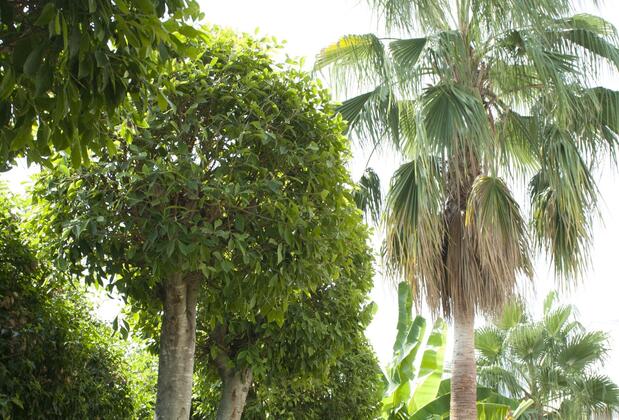 Bamont Villas - Görsel 28