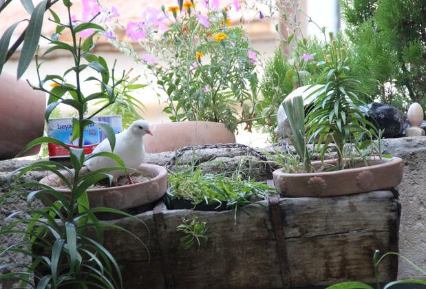 Kısmet Cave House - Görsel 16