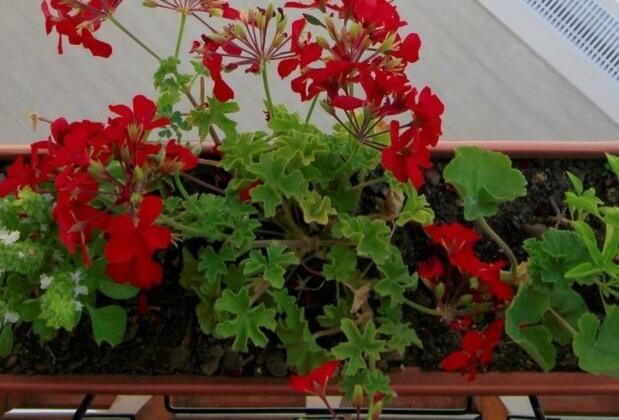 Değer Apart - Görsel 12