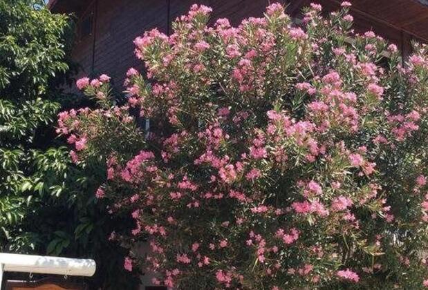 Palm Konak Apart Otel - Görsel 15