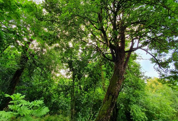 Kadifeli Konak Boutique Hotel - Görsel 9