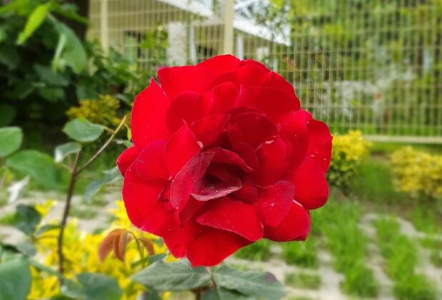 Kadifeli Konak Boutique Hotel - Görsel 4