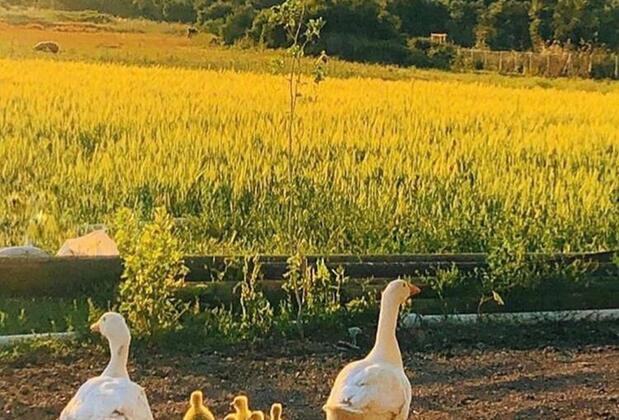 Sural Çiftliği - Görsel 48