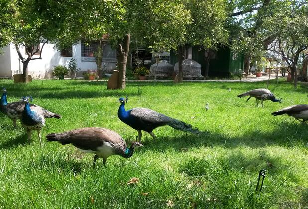 Hotel Yavuz Bungalow - Görsel 5