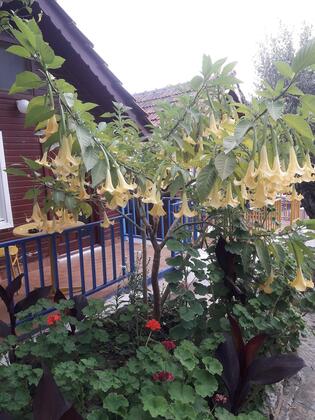 Bykara Bungalows Motel - Görsel 8