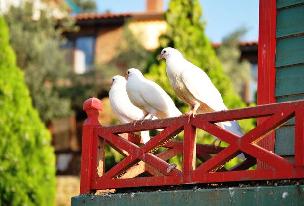 Pinecone Boutique Hotel - Görsel 5