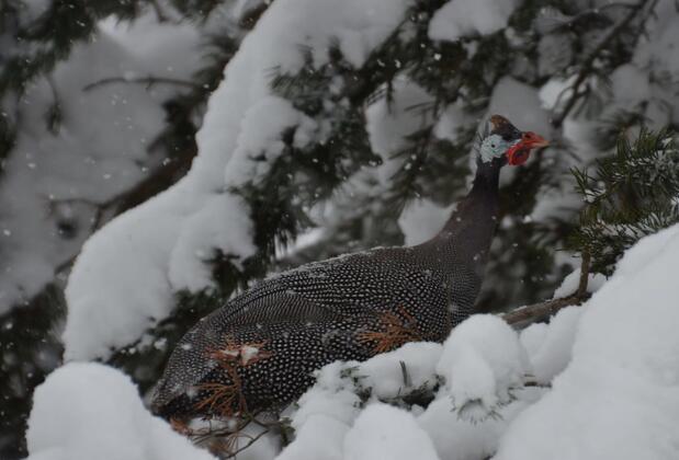 YaylaMoCamp - Görsel 48