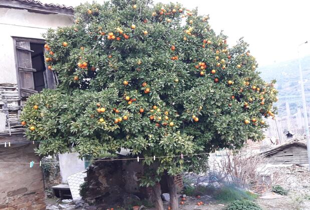 Alya Pansiyon - Görsel 15