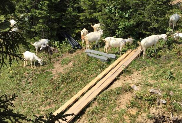 Pokut Orion Butik Hotel & Restaurant - Görsel 3