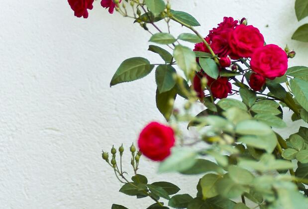 Günebakan Taliani Hotel - Görsel 27