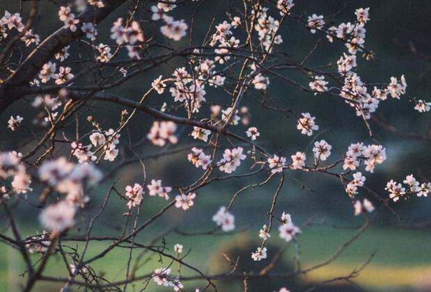 Otel Od Urla - Görsel 4