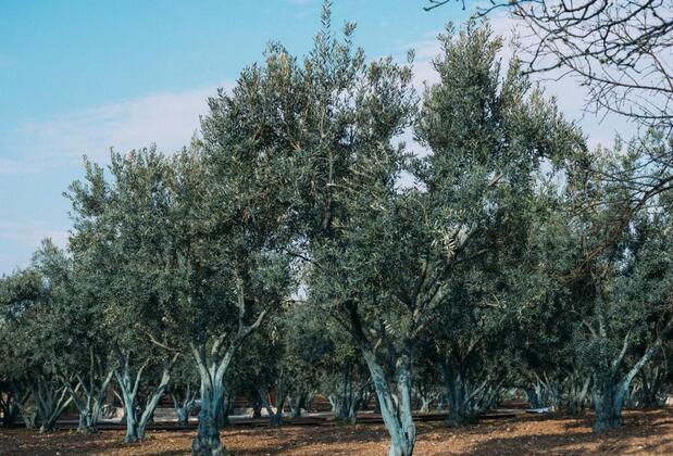 Otel Od Urla - Görsel 8