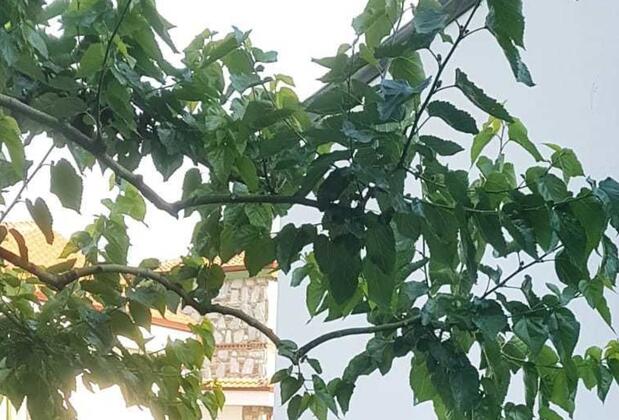 Nilya Hotel - Görsel 6