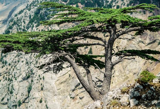 Babakamp Eco Ranch & Retreat - Görsel 5