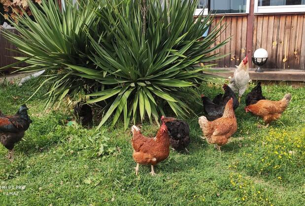 Yıldız Country Hotel - Görsel 8